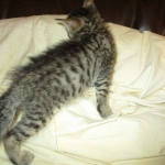 Tigger,Savannah, F-6A, Brown (black)Spotted, Male, DOB 2-19-17