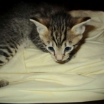 Tigger,Savannah, F-6A, Brown (black)Spotted, Male, DOB 2-19-17