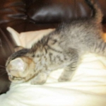 Tigger,Savannah, F-6A, Brown (black)Spotted, Male, DOB 2-19-17