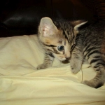 Tigger,Savannah, F-6A, Brown (black)Spotted, Male, DOB 2-19-17