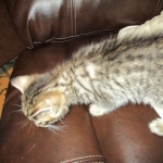 Tigger,Savannah, F-6A, Brown (black)Spotted, Male, DOB 2-19-17