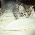 Tigger,Savannah, F-6A, Brown (black)Spotted, Male, DOB 2-19-17