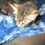 Tigger,Savannah, F-6A, Brown (black)Spotted, Male, DOB 2-19-17