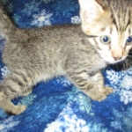 Tigger,Savannah, F-6A, Brown (black)Spotted, Male, DOB 2-19-17