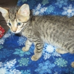 Tigger,Savannah, F-6A, Brown (black)Spotted, Male, DOB 2-19-17