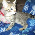 Tigger,Savannah, F-6A, Brown (black)Spotted, Male, DOB 2-19-17