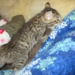 Tigger,Savannah, F-6A, Brown (black)Spotted, Male, DOB 2-19-17