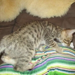 Tigger,Savannah, F-6A, Brown (black)Spotted, Male, DOB 2-19-17