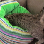 Tigger,Savannah, F-6A, Brown (black)Spotted, Male, DOB 2-19-17