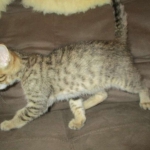 Tigger,Savannah, F-6A, Brown (black)Spotted, Male, DOB 2-19-17