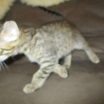 Tigger,Savannah, F-6A, Brown (black)Spotted, Male, DOB 2-19-17