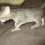 Tigger,Savannah, F-6A, Brown (black)Spotted, Male, DOB 2-19-17