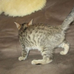 Tigger,Savannah, F-6A, Brown (black)Spotted, Male, DOB 2-19-17