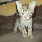 Tigger,Savannah, F-6A, Brown (black)Spotted, Male, DOB 2-19-17