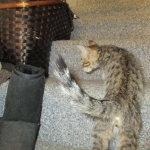 Tigger, F-6A Savannah, DOB 2-19-17