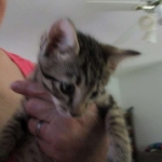 Tigger, F-6A Savannah, DOB 2-19-17