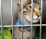 Tigger, F-6A Savannah, DOB 2-19-17
