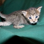 Savannah F-6A Brown Spotted female DOB 9-29-14 002-800