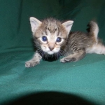 Savannah F-6A Brown Spotted female DOB 9-29-14 005-800