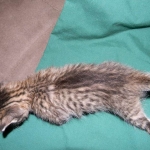 Savannah F-6A Brown Spotted female DOB 9-29-14 006-800