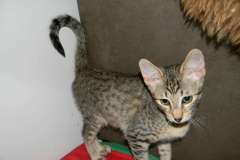 Franklin Savannah F-6A Brown Spotted male #1 dark face  DOB 10-2-14