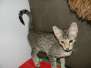 Franklin Savannah F-6A Brown Spotted male #1 dark face  DOB 10-2-14