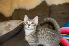 Bastian Savannah F-6A male #2 Brown Spotted Swirl on hip black nose DOB 10-2-14