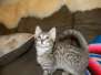 Bastian Savannah F-6A male #2 Brown Spotted Swirl on hip black nose DOB 10-2-14
