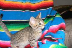 Reiki Savannah F-6A Brown Spotted male DOB 10-15-15