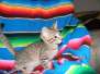 Reiki Savannah F-6A Brown Spotted male DOB 10-15-15