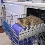 Reiki, Savannah, Brown Spotted, Male, DOB 10-15-15