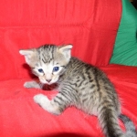 Savannah, Brown Spotted, Male, DOB 10-15-15