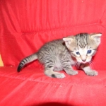 Savannah, Brown Spotted, Male, DOB 10-15-15