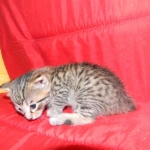 Savannah, Brown Spotted, Male, DOB 10-15-15