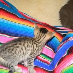 Savannah, Brown Spotted, Male, DOB 10-15-15