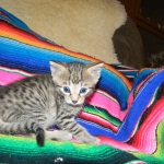 Savannah, Brown Spotted, Male, DOB 10-15-15