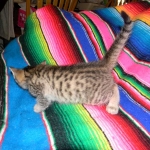 Savannah, Brown Spotted, Male, DOB 10-15-15