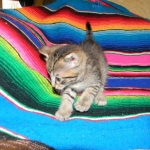 Savannah, Brown Spotted, Male, DOB 10-15-15