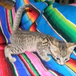 Savannah, Brown Spotted, Male, DOB 10-15-15