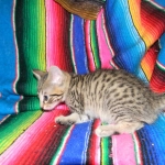 Savannah, Brown Spotted, Male, DOB 10-15-15