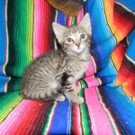 Savannah, Brown Spotted, Male, DOB 10-15-15