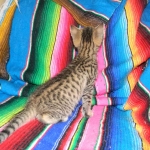 Savannah, Brown Spotted, Male, DOB 10-15-15