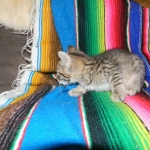 Savannah, Brown Spotted, Male, DOB 10-15-15