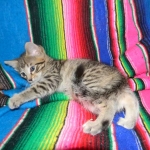 Savannah, Brown Spotted, Male, DOB 10-15-15