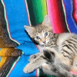 Savannah, Brown Spotted, Male, DOB 10-15-15