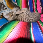 Savannah, Brown Spotted, Male, DOB 10-15-15