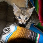 Savannah, Brown Spotted, Male, DOB 10-15-15