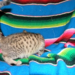 Savannah, Brown Spotted, Male, DOB 10-15-15