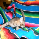 Savannah, Brown Spotted, Male, DOB 10-15-15