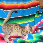 Savannah, Brown Spotted, Male, DOB 10-15-15